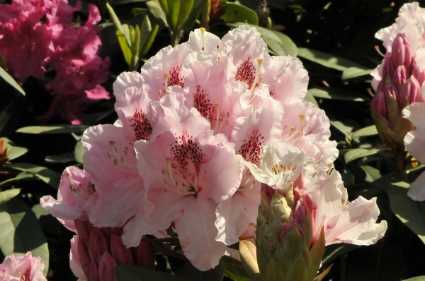 rododendrons 037
