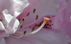 RODODENDRONS 056