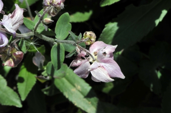 tuin bloemen 023