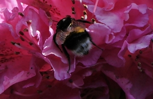 bijen bloemen 239