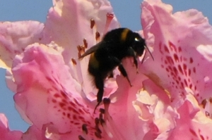 bijen bloemen 246