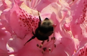bijen bloemen 248