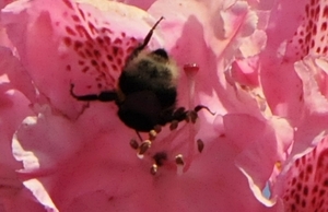 bijen bloemen 250