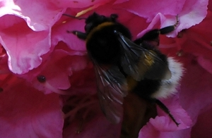 bijen bloemen 238