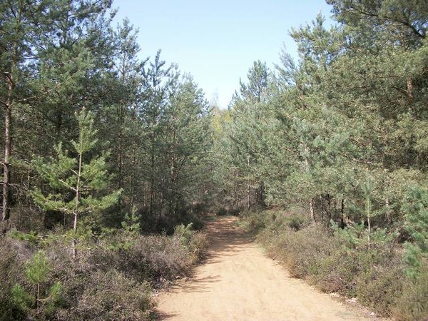 11-Rodenberg