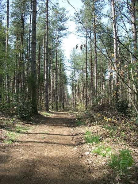 12-Natuurgebied met prachtig zicht op heidevelden