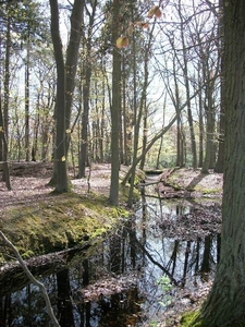 37-Natuurreservaat Groot-Asdonk
