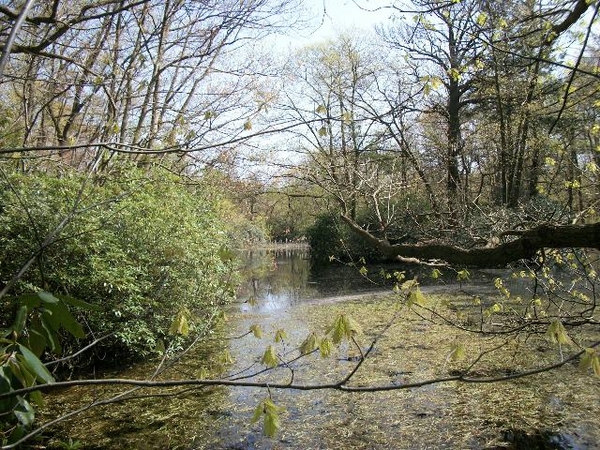 39-Natuurreservaat Groot-Asdonk