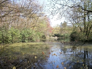 40-Natuurreservaat Groot-Asdonk
