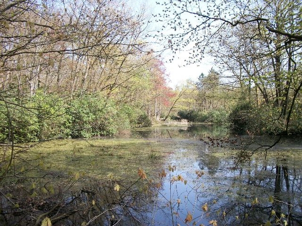 40-Natuurreservaat Groot-Asdonk