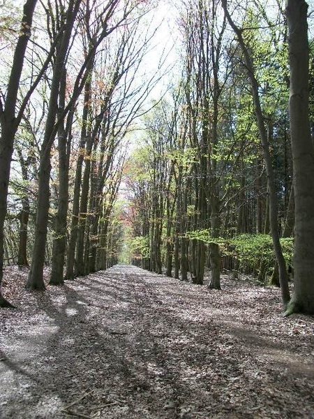 41-Dreef in natuurgebied Groot-Asdonk