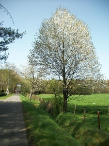 54-Door Prinsenbos