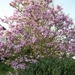 67-De Magnoliaboom staat in volle bloei