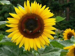 Hommelbloem