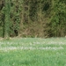 Afbeelding 068