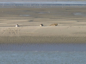 zeehondenspotting_14sep08_043