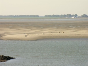 zeehondenspotting_14sep08_064