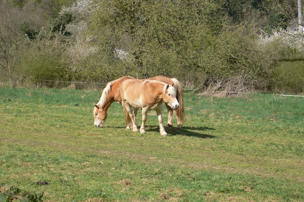 wandelweekend adenau 098