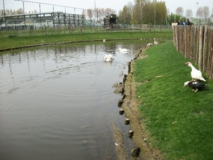 015-Vijver met eendensoorten en zwanen