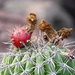 cactustuin op lanzarote