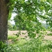 001 HET BOEREN PLATTE LAND...PARELTJES IN DE NATUUR !