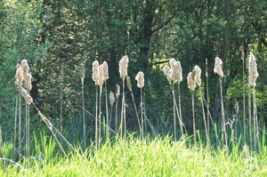 050