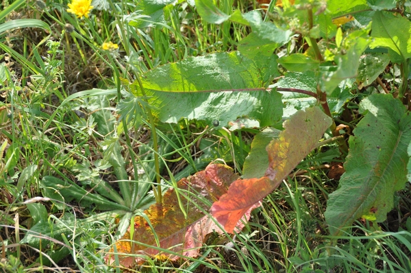 001 ANDERE KLEUR, ZELFDE HART.