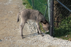 kinderboerderij 096