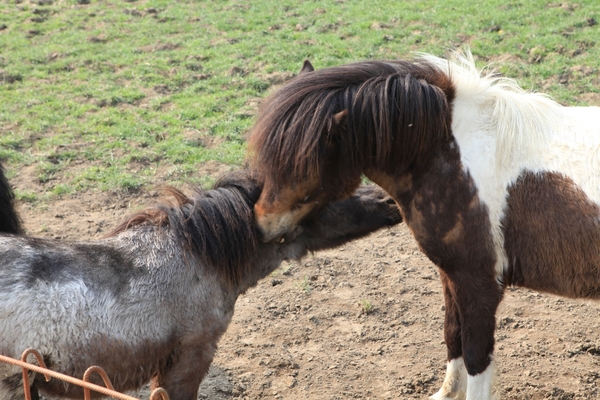 kinderboerderij 120