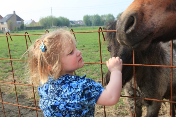 kinderboerderij 131