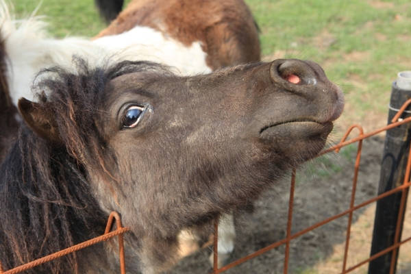 kinderboerderij 141