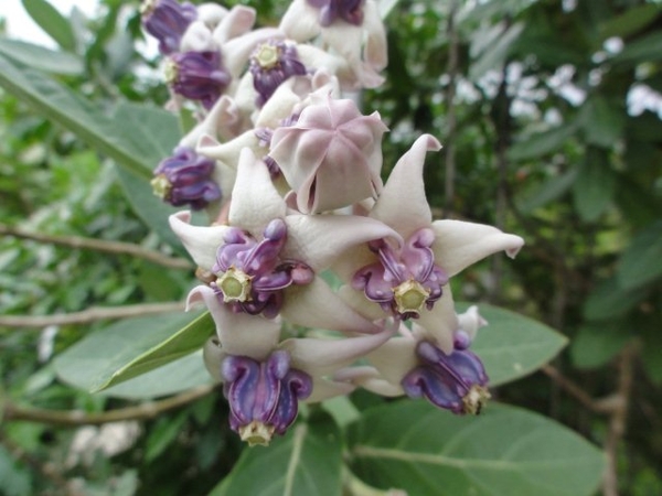 Calotropis gigantea / crown flower