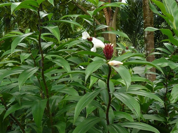 Costus speciosus - crepe ginger