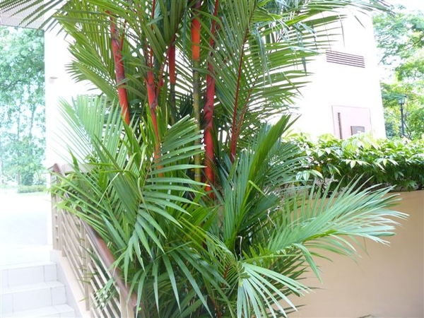 Cyrtostachys renda