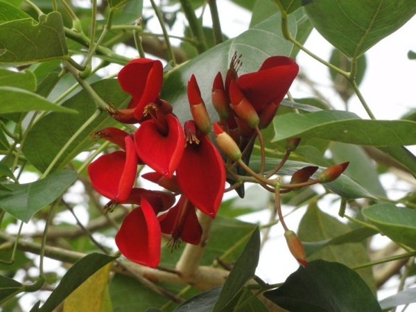 Erynthrina  / coral tree