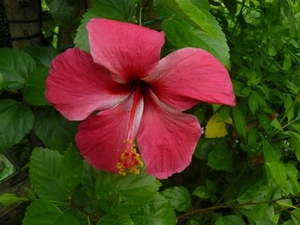 Hibiscus 1