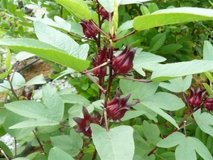 Hibiscus sabdariffa Rosella