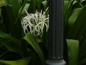 Hymenocallis speciosa