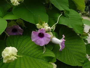 Ipomoea