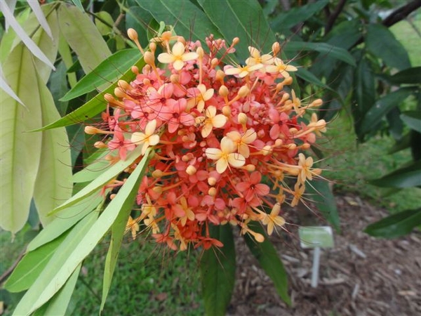 Ixora