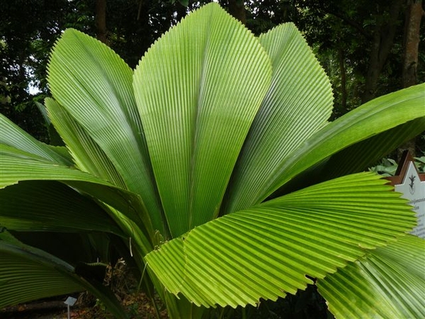 Johannessteijsmannia