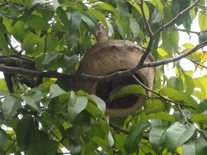 Lecythis ollaria / Monkey Pot tree