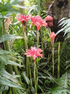 Nicolaia elatior  / torch ginger