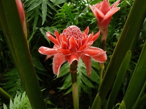 Nicolaia elator /  torch ginger