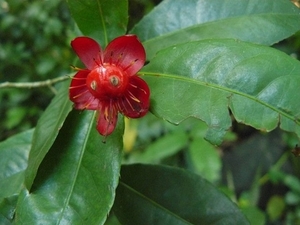 Ochna serrulata /  mickey mouse plant