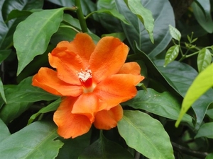 Pereskia bleo