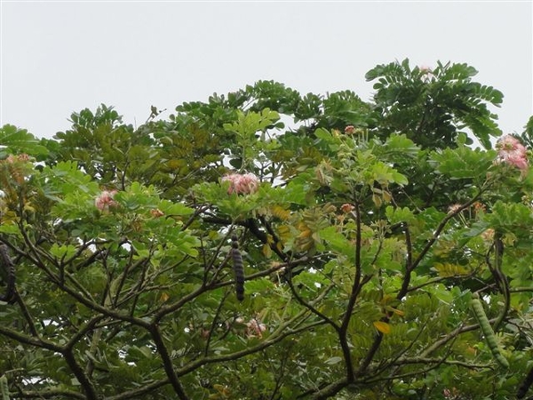 Plumeria sp. - frangipani