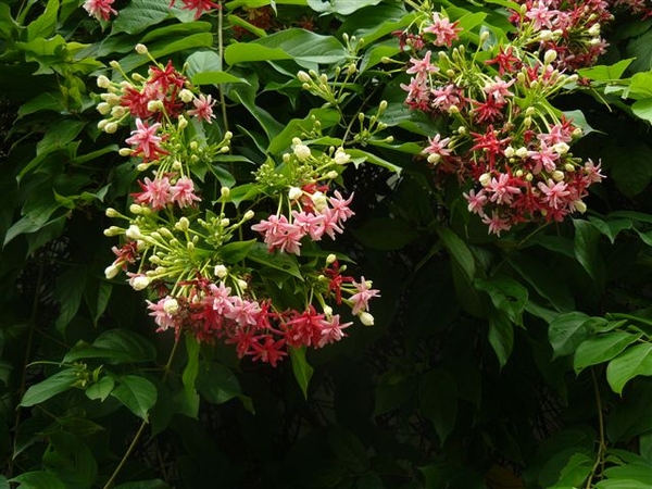 Quisqualis indica / rangoon creeper
