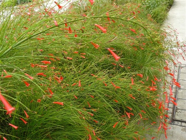 Russelia equisetiformis / firecracker plant