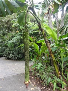banana